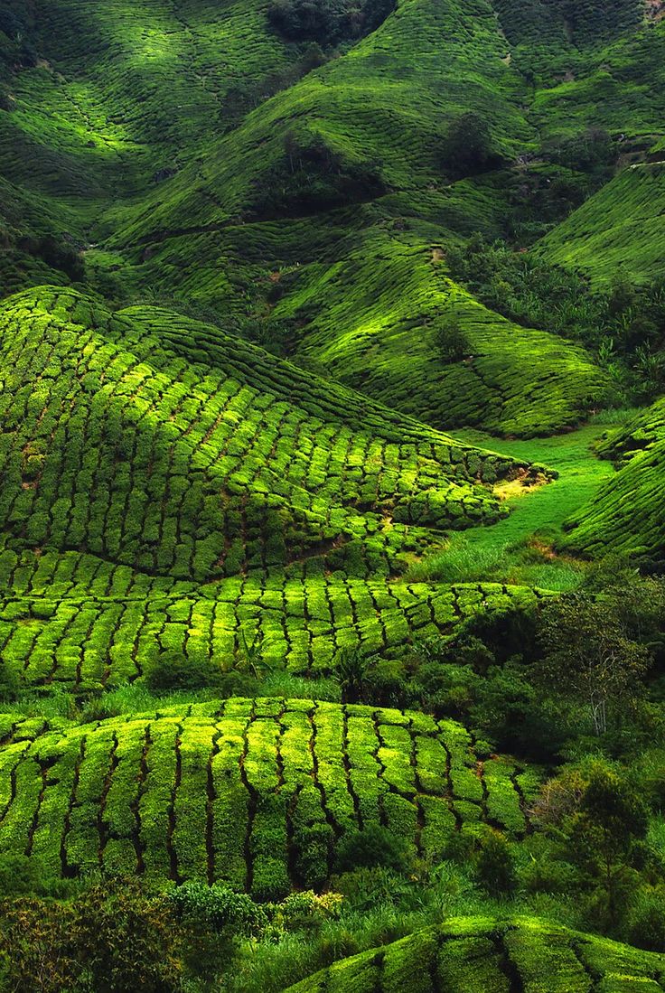 munnar