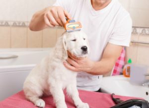 Reasons for Dog grooming