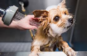 How to chose Best Dog Grooming Salon near you