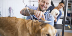 pet dog grooming