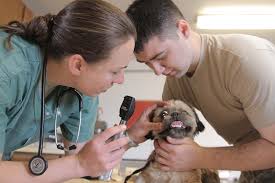 Checklist for hiring a veterinarian