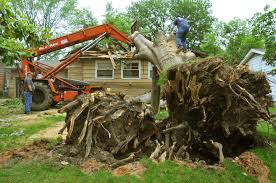 Professional Tree removal Company
