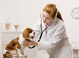 hire a veterinarian