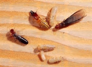 Drywood termites treatment home remedy