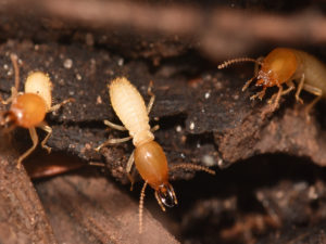 Formosan termites treatment