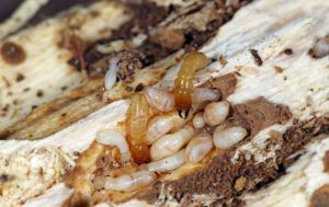 tips to prevent termites
