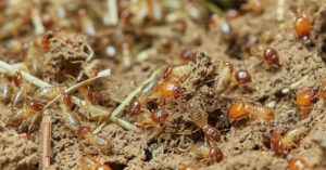 how to get rid of termites home remedy