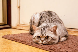 How to Choose the Right Cat Litter Mat