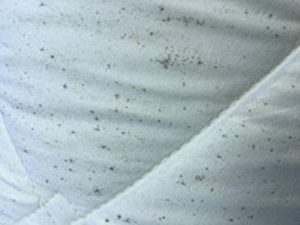 how to clean mold from mattress