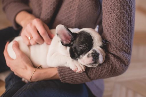 Puppy on a lap