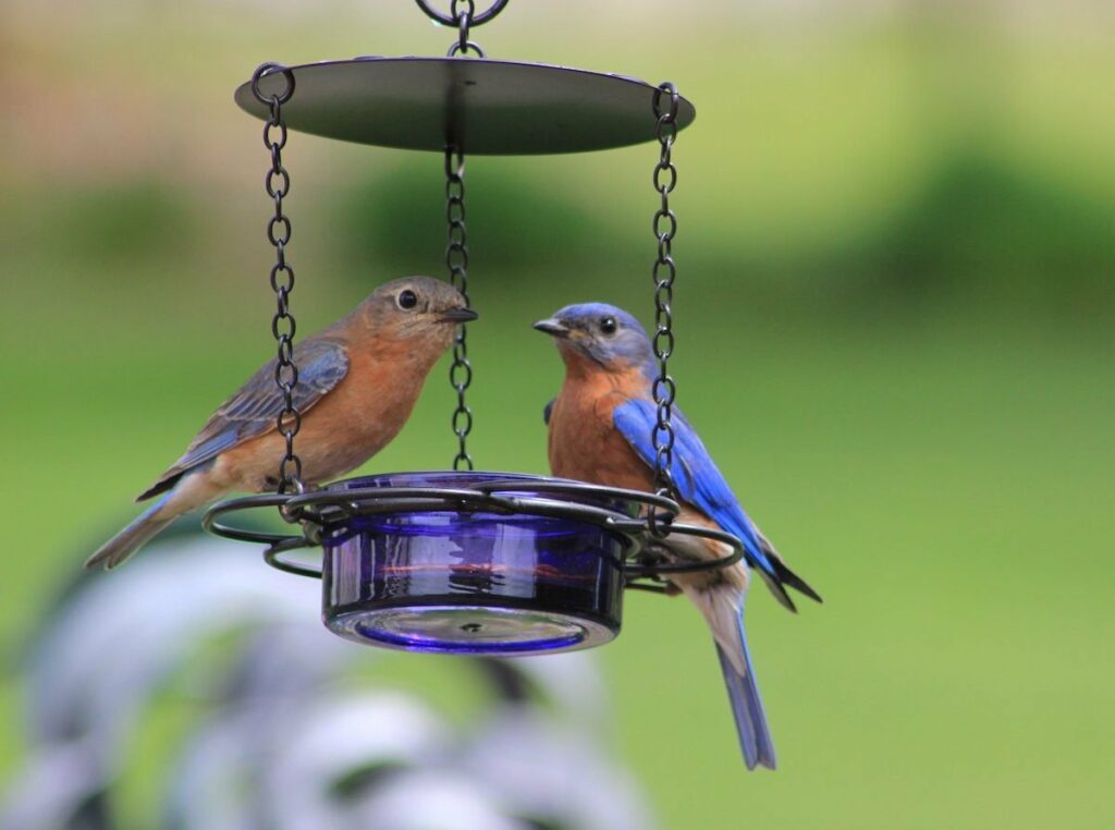 What To Feed Bluebirds At The Feeder