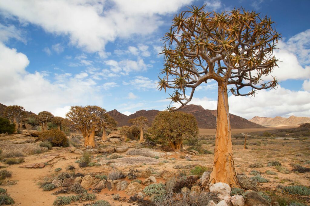 Karoo Desert