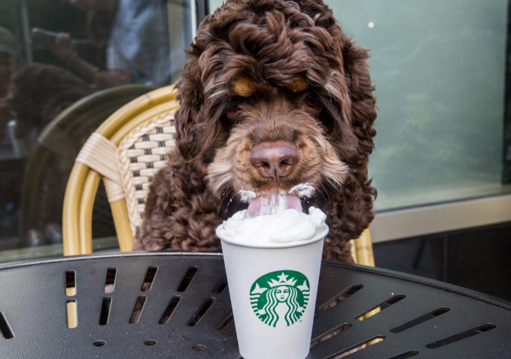 PUP CUP STARBUCKS COST