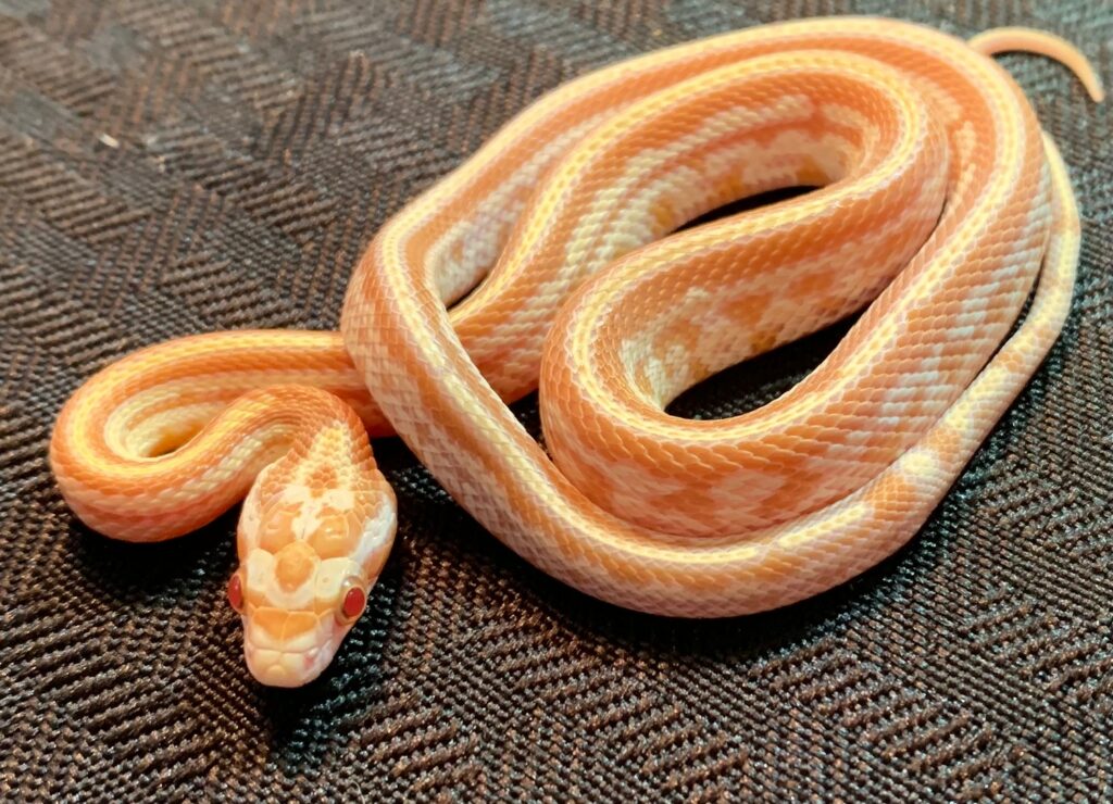 Butter Tessera Cornsnake