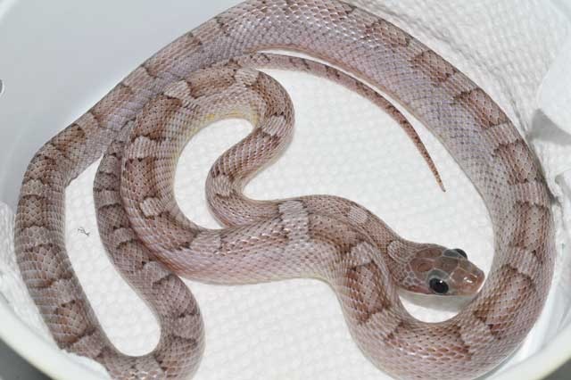 Pewter Cornsnake