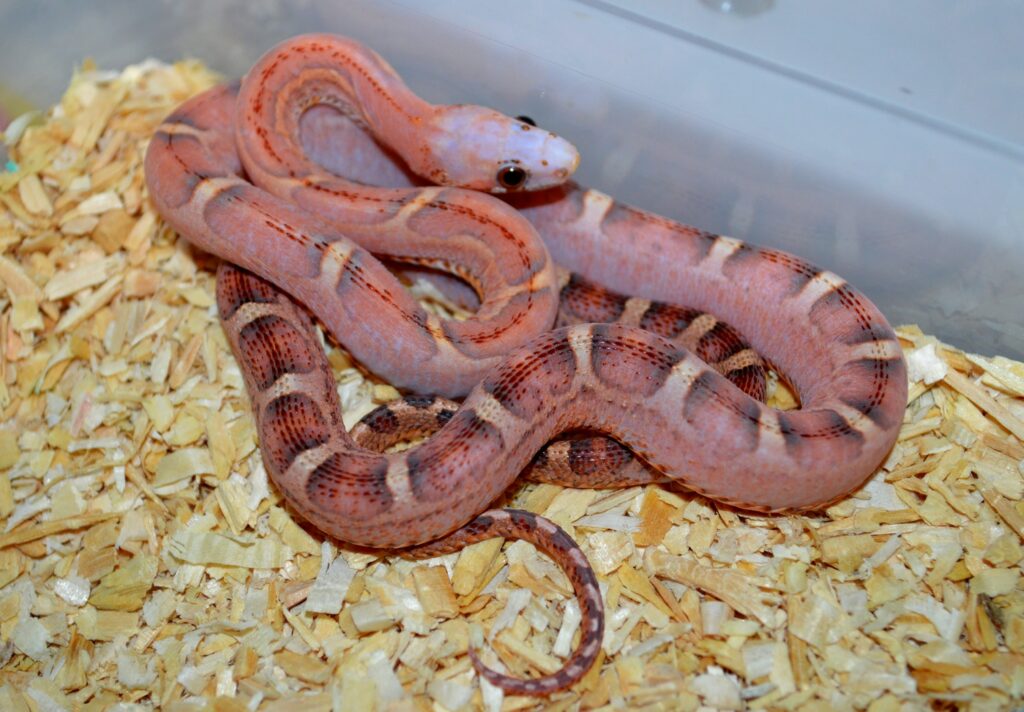 Scaleless Cornsnakes