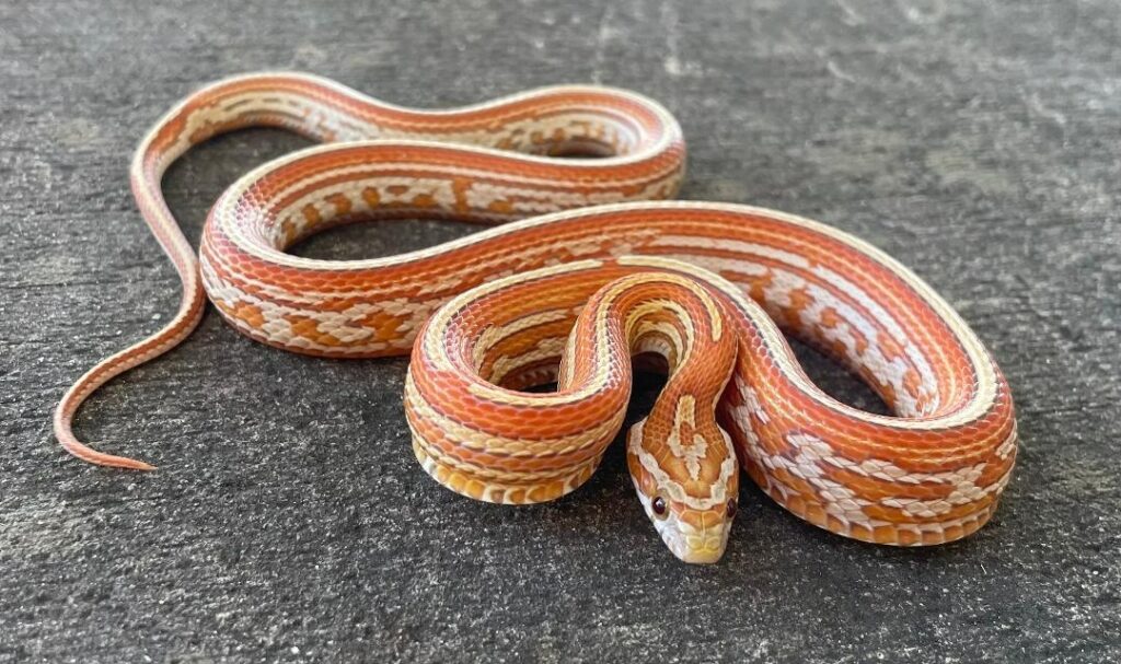 Ultra Cornsnake