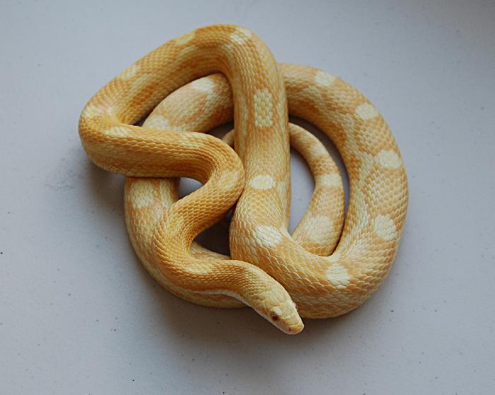 Butter Motley Cornsnake