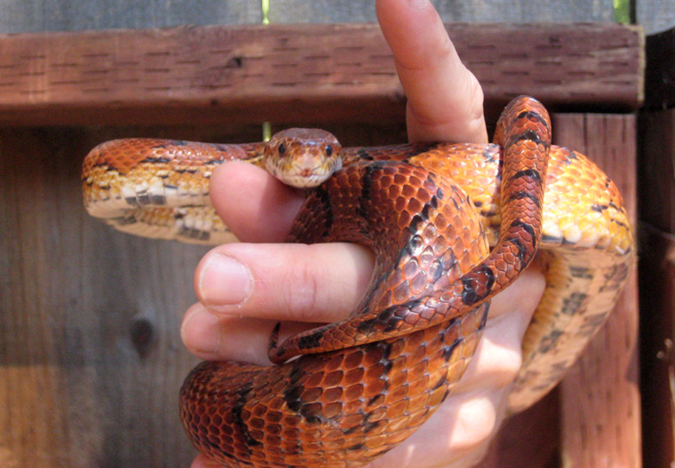 Jungle Cornsnake