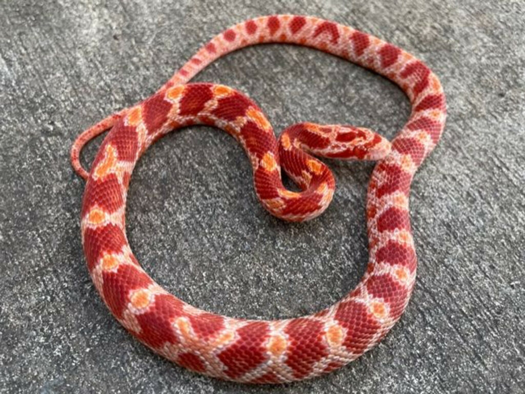 Albino Bloodred (FIRE) Cornsnake