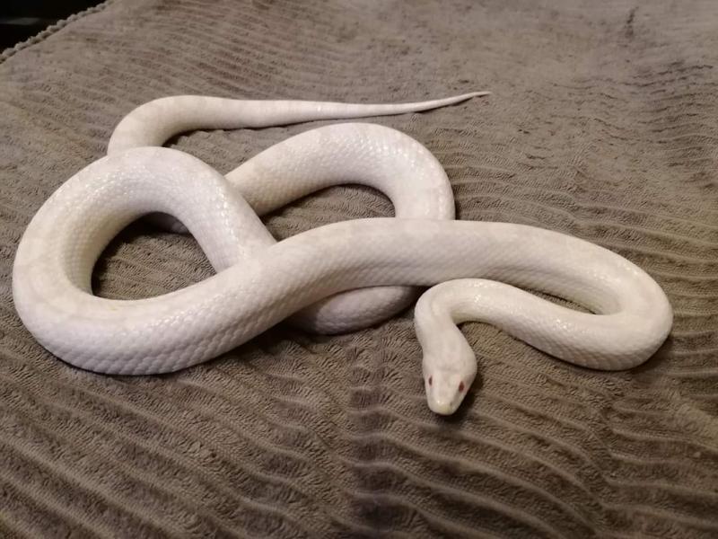 Avalanche Cornsnake