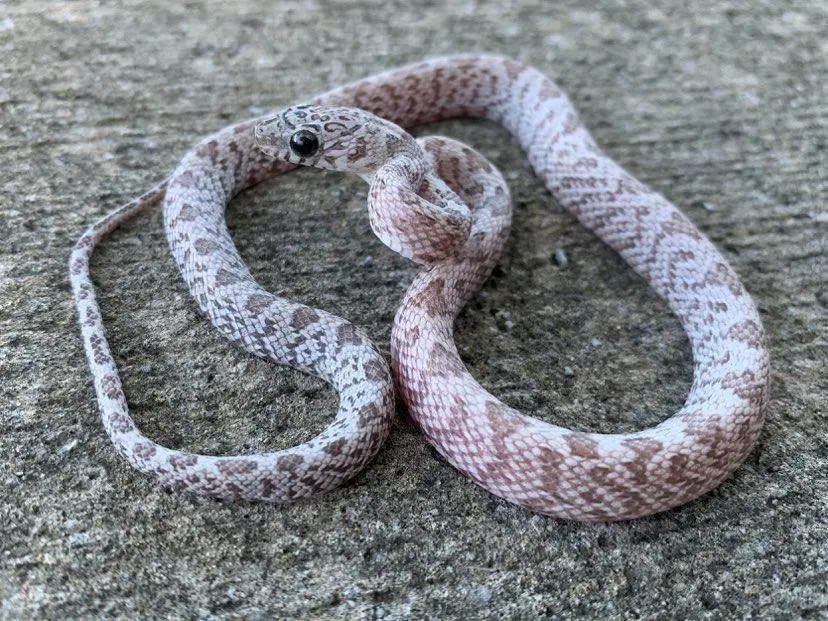 Hypo Cinder Sunkissed Cornsnake