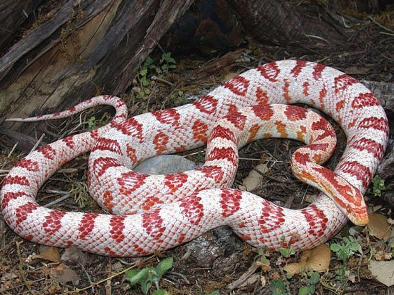 Candy Cane Cornsnake