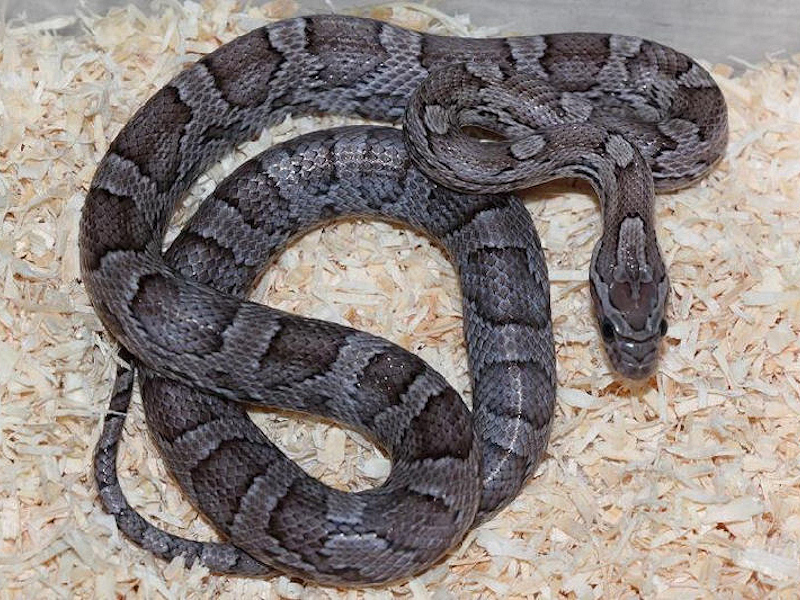 Charcoal Cornsnake