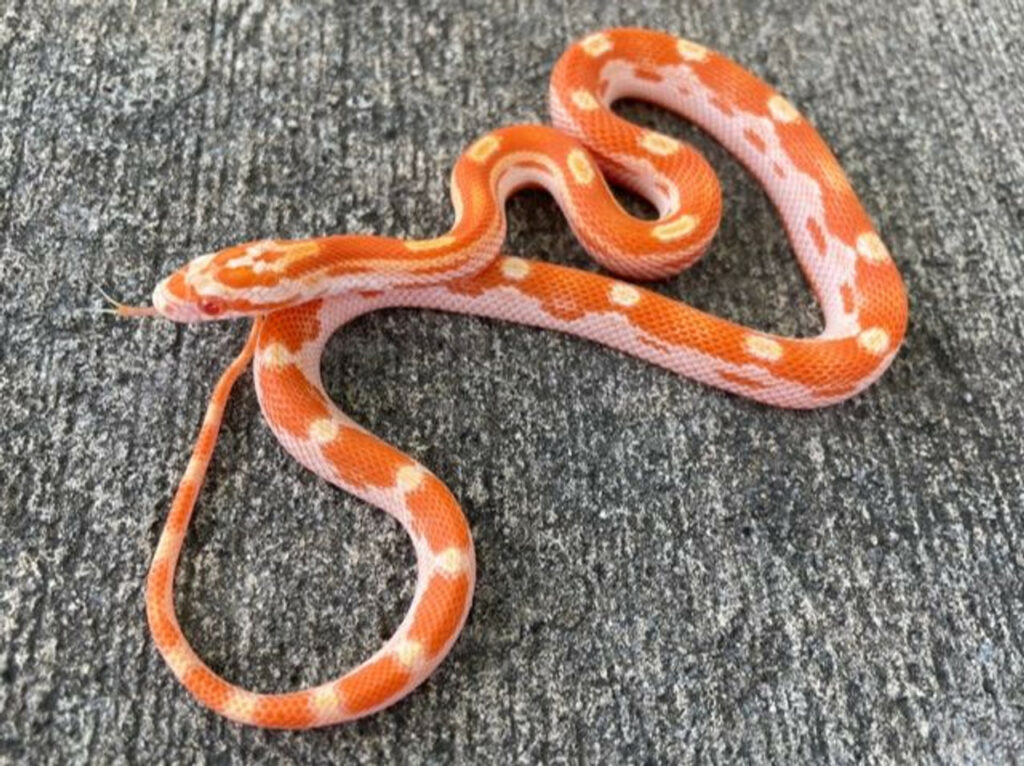 Creamsicle Motley Cornsnake