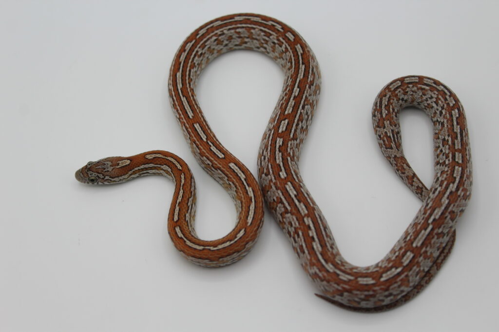 Tessera Cornsnake