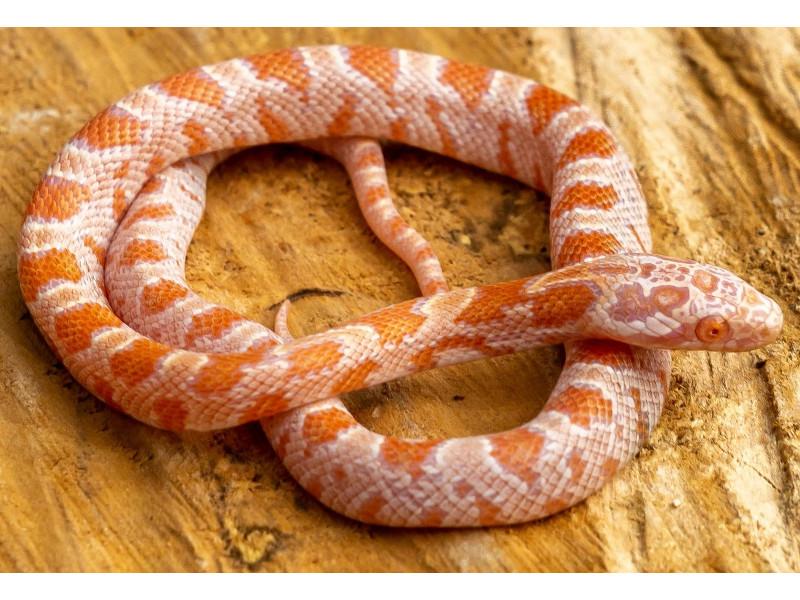 Amel Sunkissed Cornsnake