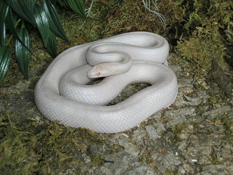 Opal Cornsnake