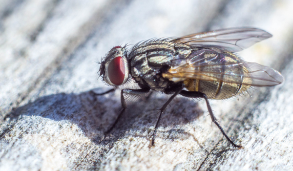 Tsetse Fly