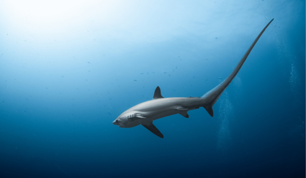 Thresher Shark