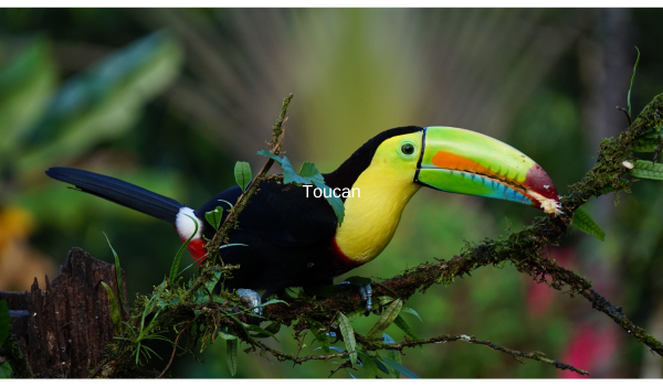 Toucan