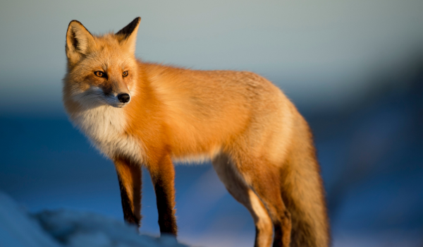 Tibetan Fox