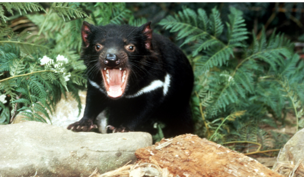 Tasmanian Devil