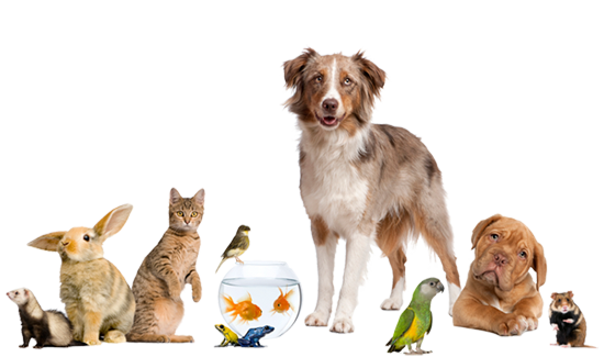 Types of Pets with Specialities - Choose The Best Pest for ...