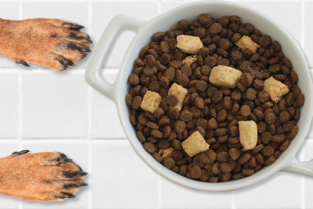 Different Types of Dog Foods: Which is the Best One for Your Dog?