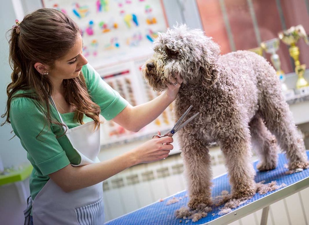 All About Dog Grooming Process and Daily Dog Grooming Routine Owner