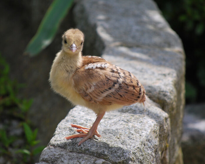 baby peacock