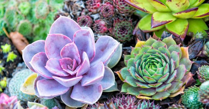 how to propagate succulents