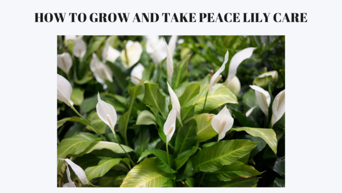 peace lily care