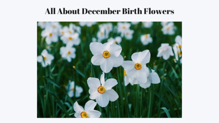 December birth flowers