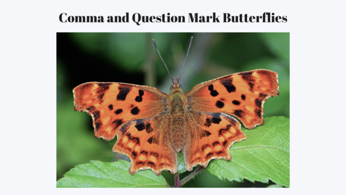 comma butterfly