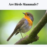 are birds mammals