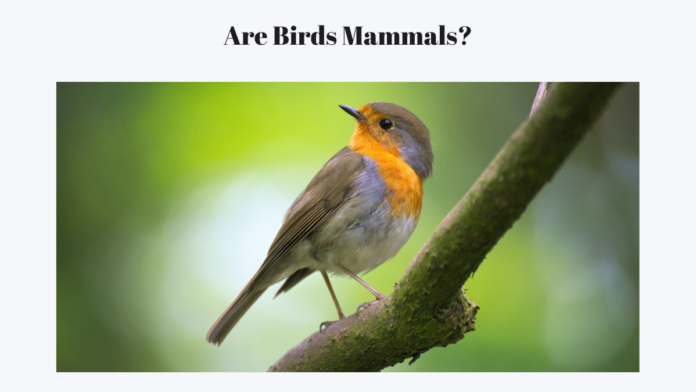 are birds mammals