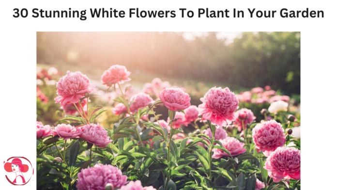 white flowers