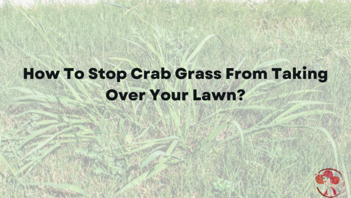 crab grass